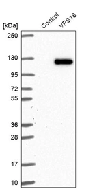 Western blot analysis in control (vector only transfected HEK293T lysate) and VPS18 over-expression lysate (Co-expressed with a C-terminal myc-DDK tag (~3.1 kDa) in mammalian HEK293T cells, LY412275).
