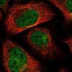 Immunofluorescent staining of human cell line U-2 OS shows localization to nucleoplasm & cytosol.