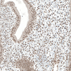 Anti-MED20 Antibody