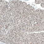 Immunohistochemical staining of human pancreas shows moderate nuclear positivity in exocrine glandular cells.