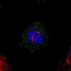 Immunofluorescent staining of human cell line U-251 MG shows localization to nucleoplasm & centrosome.