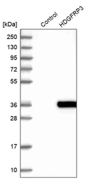 Western blot analysis in control (vector only transfected HEK293T lysate) and HDGFRP3 over-expression lysate (Co-expressed with a C-terminal myc-DDK tag (~3.1 kDa) in mammalian HEK293T cells, LY402497).