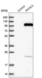 Western blot analysis in control (vector only transfected HEK293T lysate) and PIK3C3 over-expression lysate (Co-expressed with a C-terminal myc-DDK tag (~3.1 kDa) in mammalian HEK293T cells, LY400941).