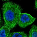 Immunofluorescent staining of human cell line A-431 shows localization to nucleoplasm & microtubules.