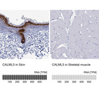 Anti-CALML5 Antibody