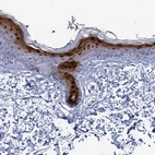 Immunohistochemical staining of human skin shows high expression.