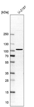 Western blot analysis in human cell line U-2197.