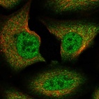 Immunofluorescent staining of human cell line U-2 OS shows localization to nucleoplasm & cytosol.