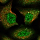 Immunofluorescent staining of human cell line U-2 OS shows localization to nucleoplasm & cytosol.