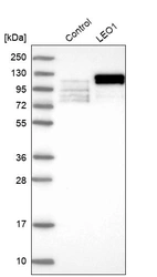 Western blot analysis in control (vector only transfected HEK293T lysate) and LEO1 over-expression lysate (Co-expressed with a C-terminal myc-DDK tag (~3.1 kDa) in mammalian HEK293T cells, LY403376).