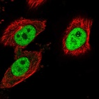 Immunofluorescent staining of human cell line U-251 MG shows localization to nucleoplasm, nucleoli fibrillar center & centrosome.