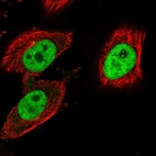 Immunofluorescent staining of human cell line U-251 MG shows localization to nucleoplasm, nucleoli fibrillar center & centrosome.