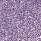 Immunohistochemical staining of human lymph node shows no positivity in non-germinal center cells.