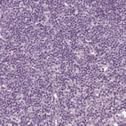 Immunohistochemical staining of human lymph node shows no positivity in non-germinal center cells.