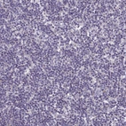 Immunohistochemical staining of human lymph node shows no positivity in non-germinal center cells as expected.