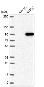 Western blot analysis in control (vector only transfected HEK293T lysate) and COG7 over-expression lysate (Co-expressed with a C-terminal myc-DDK tag (~3.1 kDa) in mammalian HEK293T cells, LY407018).
