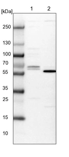 Lane 1: NIH-3T3 cell lysate (Mouse embryonic fibroblast cells)_br/_Lane 2: NBT-II cell lysate (Rat Wistar bladder tumour cells)