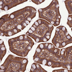 Immunohistochemical staining of human small intestine shows strong cytoplasmic positivity in glandular cells.