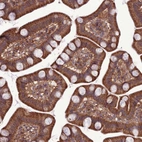 Immunohistochemical staining of human small intestine shows strong cytoplasmic positivity in glandular cells.