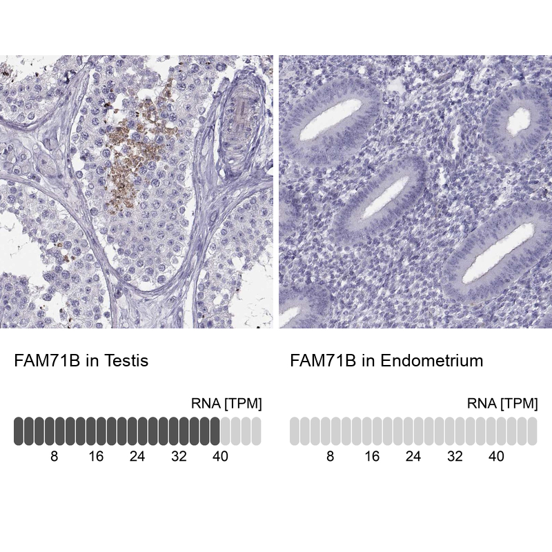 Anti-FAM71B Antibody
