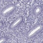 Immunohistochemical staining of human endometrium shows low expression as expected.