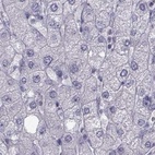 Immunohistochemical staining of human liver using Anti-FAM71B antibody HPA040771.