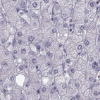 Immunohistochemical staining of human liver using Anti-FAM71B antibody HPA040771.