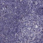 Immunohistochemical staining of human lymph node using Anti-FAM71B antibody HPA040771.
