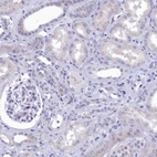 Immunohistochemical staining of human kidney shows no positivity in cells in tubules as expected.