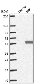 Western blot analysis in control (vector only transfected HEK293T lysate) and GIF over-expression lysate (Co-expressed with a C-terminal myc-DDK tag (~3.1 kDa) in mammalian HEK293T cells, LY417460).