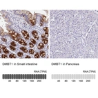 Anti-DMBT1 Antibody