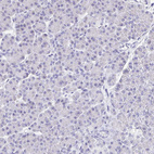 Immunohistochemical staining of human pancreas shows no positivity in exocrine glandular cells as expected.