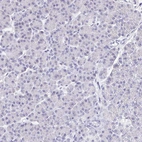 Immunohistochemical staining of human pancreas shows no positivity in exocrine glandular cells as expected.
