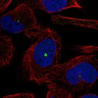 Immunofluorescent staining of human cell line RH-30 shows localization to microtubule organizing center.