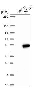 Western blot analysis in control (vector only transfected HEK293T lysate) and RCCD1 over-expression lysate (Co-expressed with a C-terminal myc-DDK tag (~3.1 kDa) in mammalian HEK293T cells, LY422749).