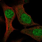Anti-PCF11 Antibody