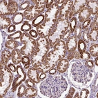 Immunohistochemical staining of human kidney shows strong cytoplasmic granular positivity in cells in tubules.