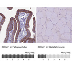 Anti-CDAN1 Antibody