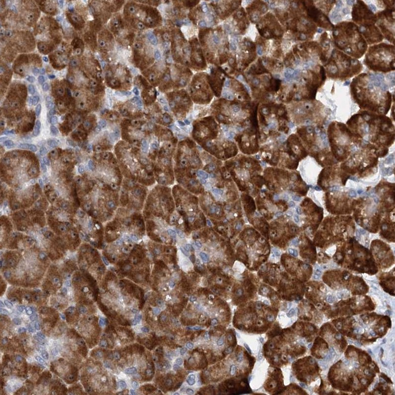 Anti-DNAJC21 Antibody