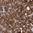 Anti-DNAJC21 Antibody