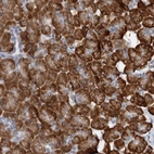 Anti-DNAJC21 Antibody