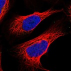 Immunofluorescent staining of human cell line U-2 OS shows no positivity.