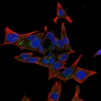 Immunofluorescent staining of human cell line Hep-G2 using Anti-QPCTL antibody HPA040797, showing protein localization to golgi (green). Microtubule and nuclear probes are visualized in red and blue, respectively (where available).