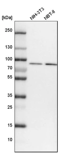 Western blot analysis in mouse cell line NIH-3T3 and rat cell line NBT-II.