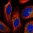 Immunofluorescent staining of human cell line U-2 OS shows localization to endosomes & lysosomes.