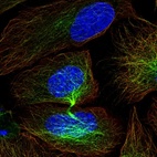 Immunofluorescent staining of human cell line U-2 OS shows localization to microtubules & cytokinetic bridge.