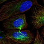 Immunofluorescent staining of human cell line U-2 OS shows localization to microtubules & cytokinetic bridge.