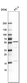Anti-IP6K1 Antibody