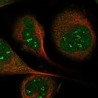 Immunofluorescent staining of human cell line U-2 OS shows localization to nucleoli fibrillar center & cytosol.