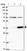 Anti-ZNF609 Antibody